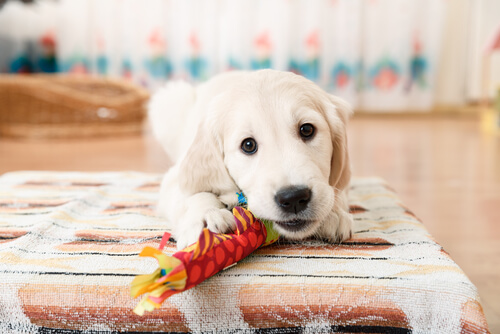 A puppy with a toy in its mouth