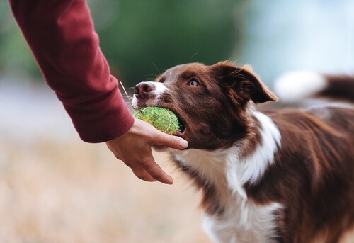 Tips To Keep Your Dog From Being Possessive Over His Toys