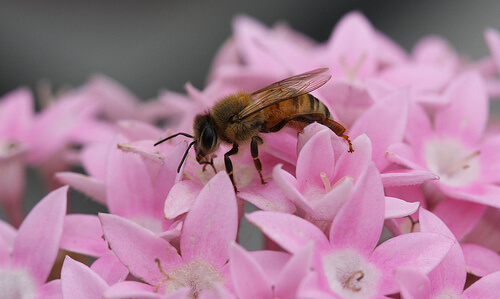 Bee pollinating a flower