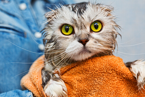 Cat with big yellow eyes is getting dried with a towel after taking a bath