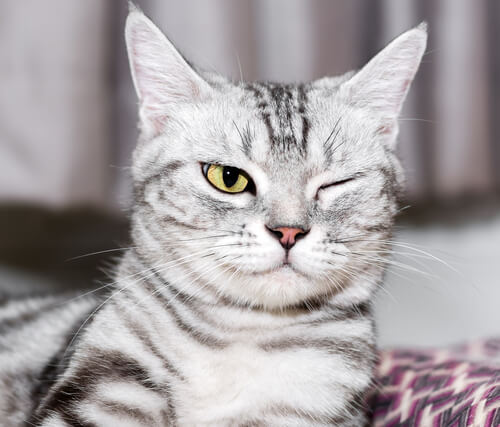 Eye Diseases in Cats: prevention and care