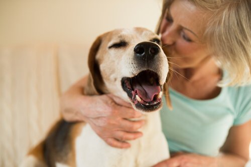 A bored dog getting kissed by his owner