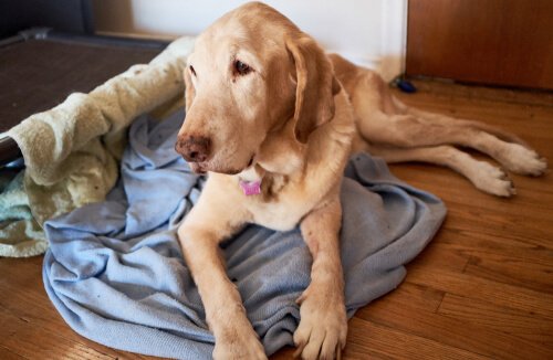 Amnesia in Pets: signs, symptoms and care