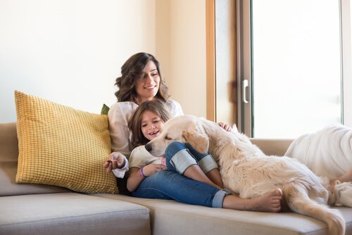 Golden retriever i soffan