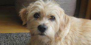 Dutch Smoushound: Traits and Behavior