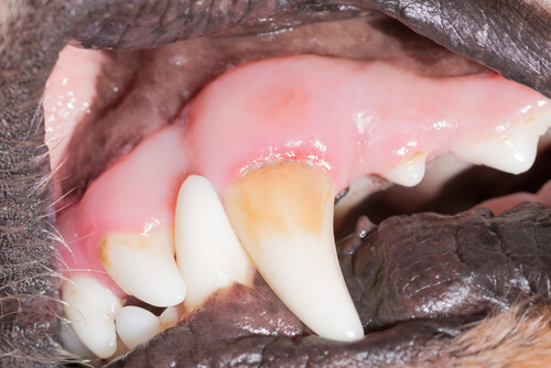 A dog's teeth with tatar
