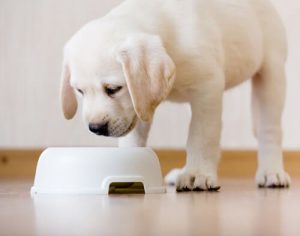 Pet Food: ask the OCU