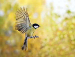 How To Attract Birds To Your Garden