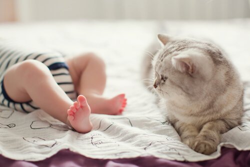 Cat at a baby's feet