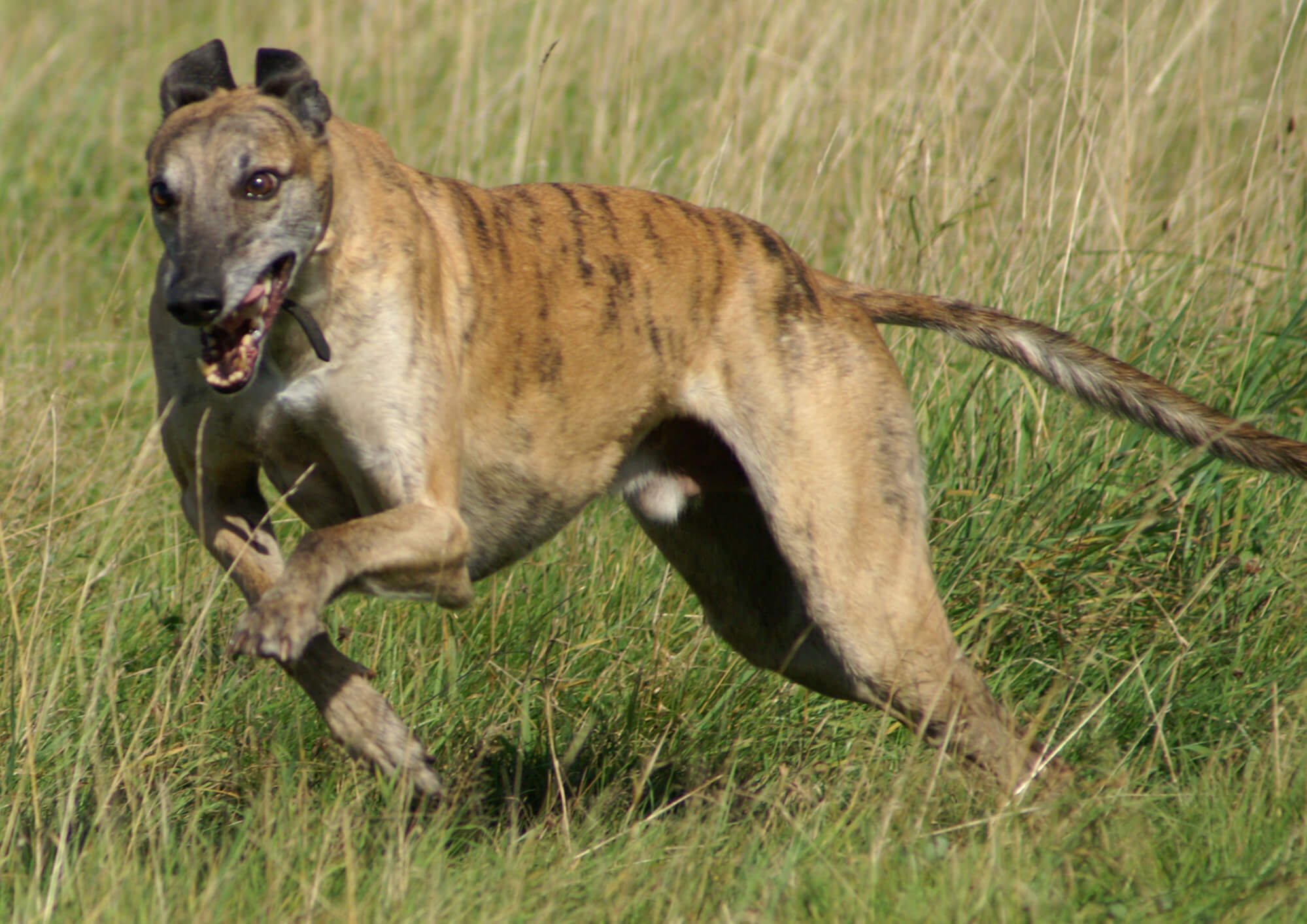 Banjara Greyhounds running through a field