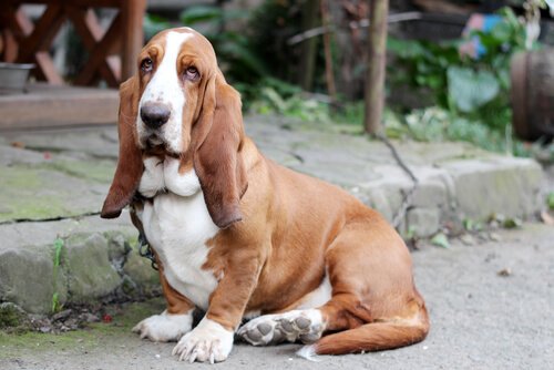 Basset Hound sitting down