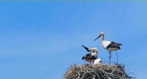 Two storks that are in love