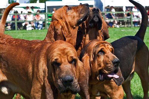 4 bloodhounds