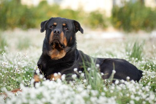Dangerous Dog Breeds: Are some breeds actually bad?