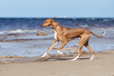 Azawakh Greyhound running on the beach