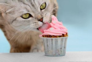 Cake Recipes for Cats