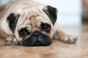 4 Wrinkly Dog Care Tips