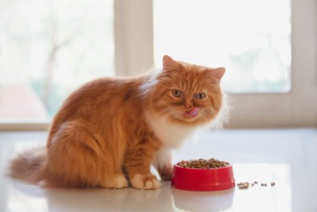 Cat eating for dish