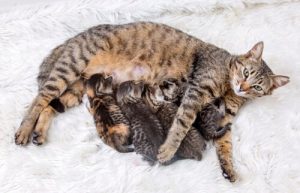The Importance of Birth Control for Cats