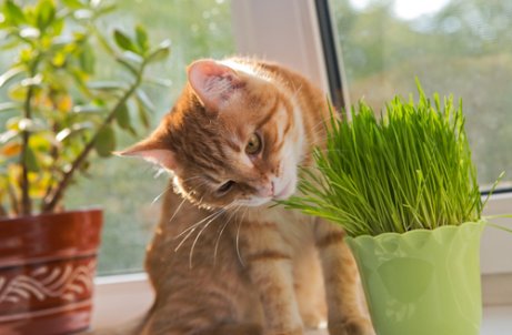 Cat eating plants