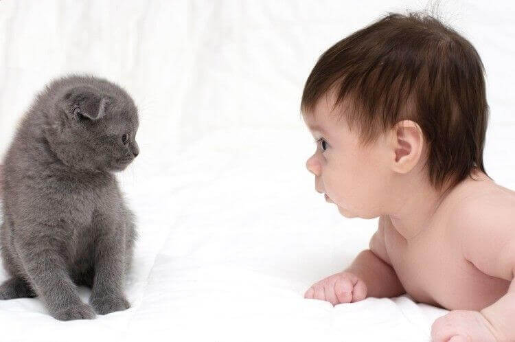 An Interesting Question: Are cats good with babies?