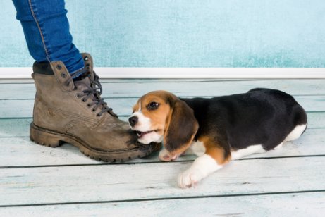 Beagle puppy chewing on his owner's shoes while he has it on