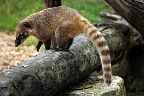 Coati standing on a log