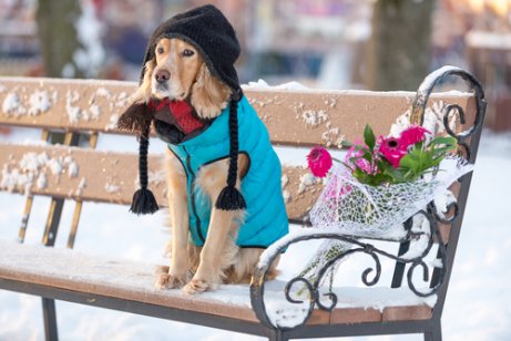 Dog dressed up for the snow is sitting on a snowy bench