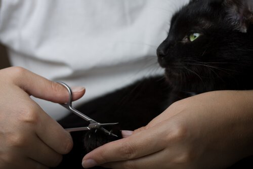 Cat getting his nails cut