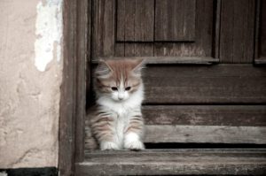 The Cymric Cat: long-haired and tailless