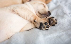 Dewclaws: Why do Mastiffs have them?