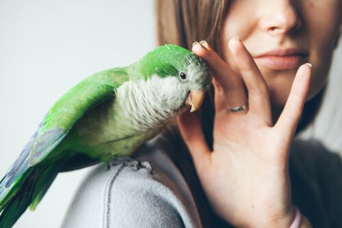 Deworming Your Pet Bird