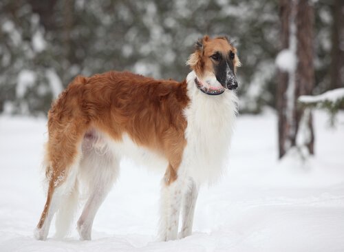 Russian Greyhound standing in the snow