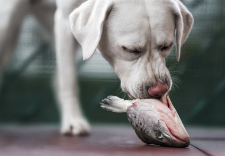 Dog eating a raw fish head