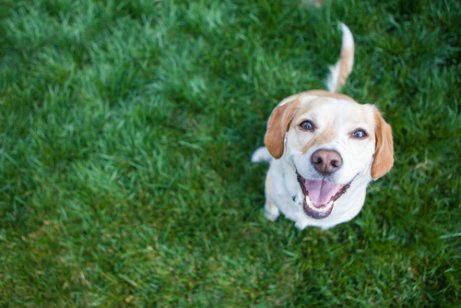 Happy dog looking at his owner with a smile