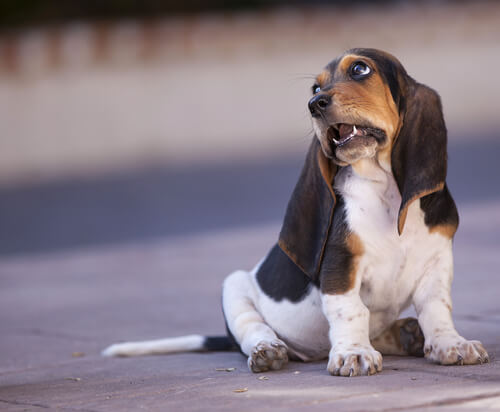 Hiccups In Dogs And Cats: How To Get Rid Of Them