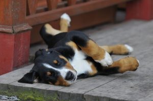 Sexual Maturity and Reproduction in Dogs