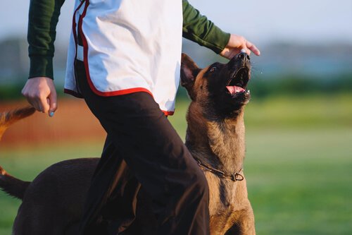 German Shepherd walking without a leash