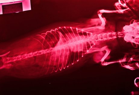 X-ray of an animal