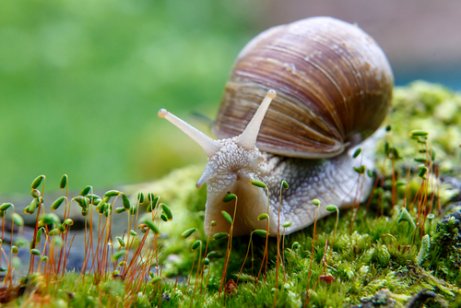 Snail crawling on moss