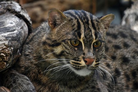A beautiful fishing cat