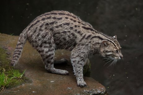 Fishing cat about to jump into the water