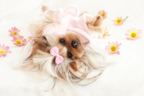 Yorkie lying down on a sheet with some flowers on it.
