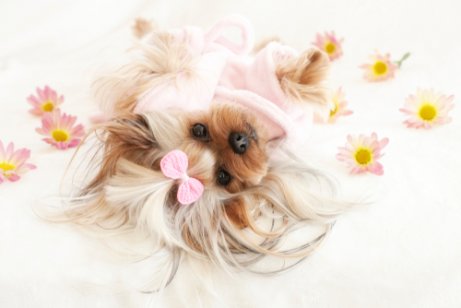 Yorkie lying down on a sheet with some flowers on it. 