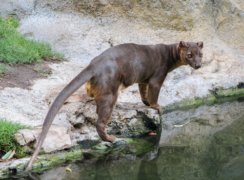 Fossa standing on rock next to a river