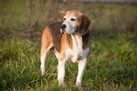English Foxhound standing in the grass
