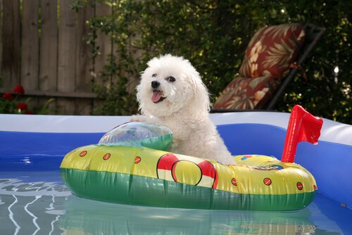 How To Get Your Dog Ready For Hot Weather