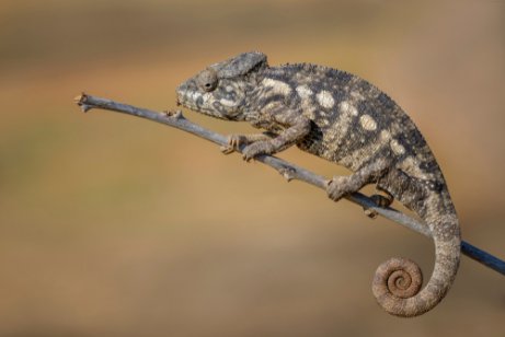 Giant chameleon on a twig