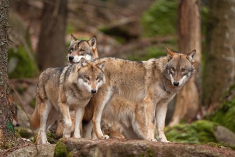 Pack of gray wolves