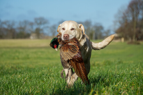 A hunting dog bring back a bird to his owner